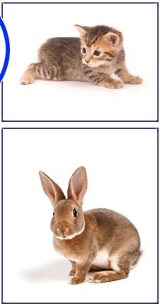 cat and rabbit