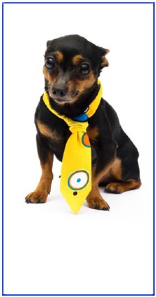 dog