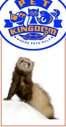 ferret