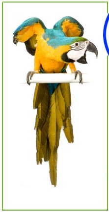parrot